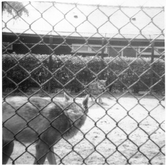 Photo von Wölfen im Rotterdamer Zoo. 1966.