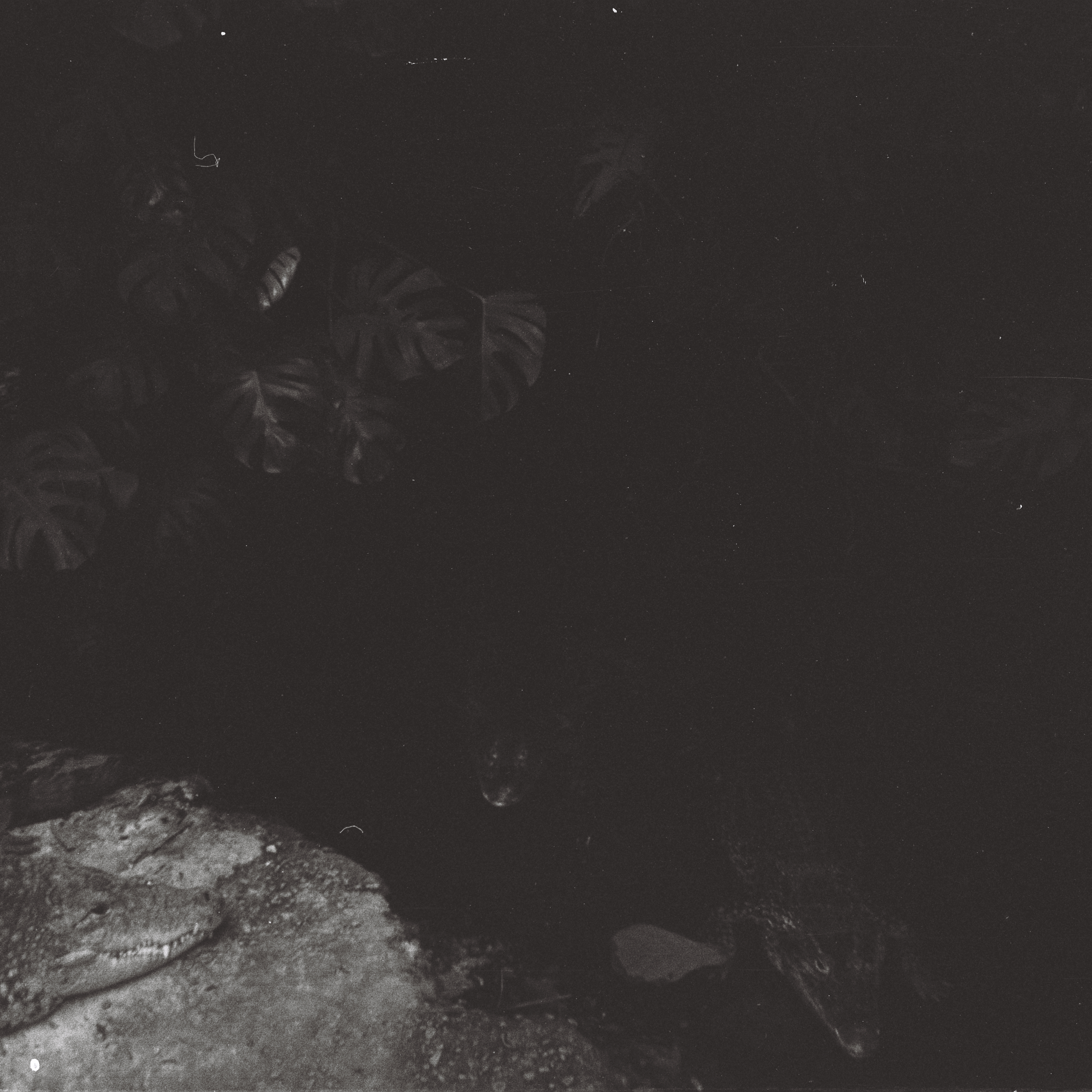 Photo: Blick von der Fußgängerbrücke in dem Aquaterrarium im Zoo-Aquarium aus hinunter zu den Krokodilen. In Berlin(West). Im Jahr 1967. Photograph: Erwin Thomasius.