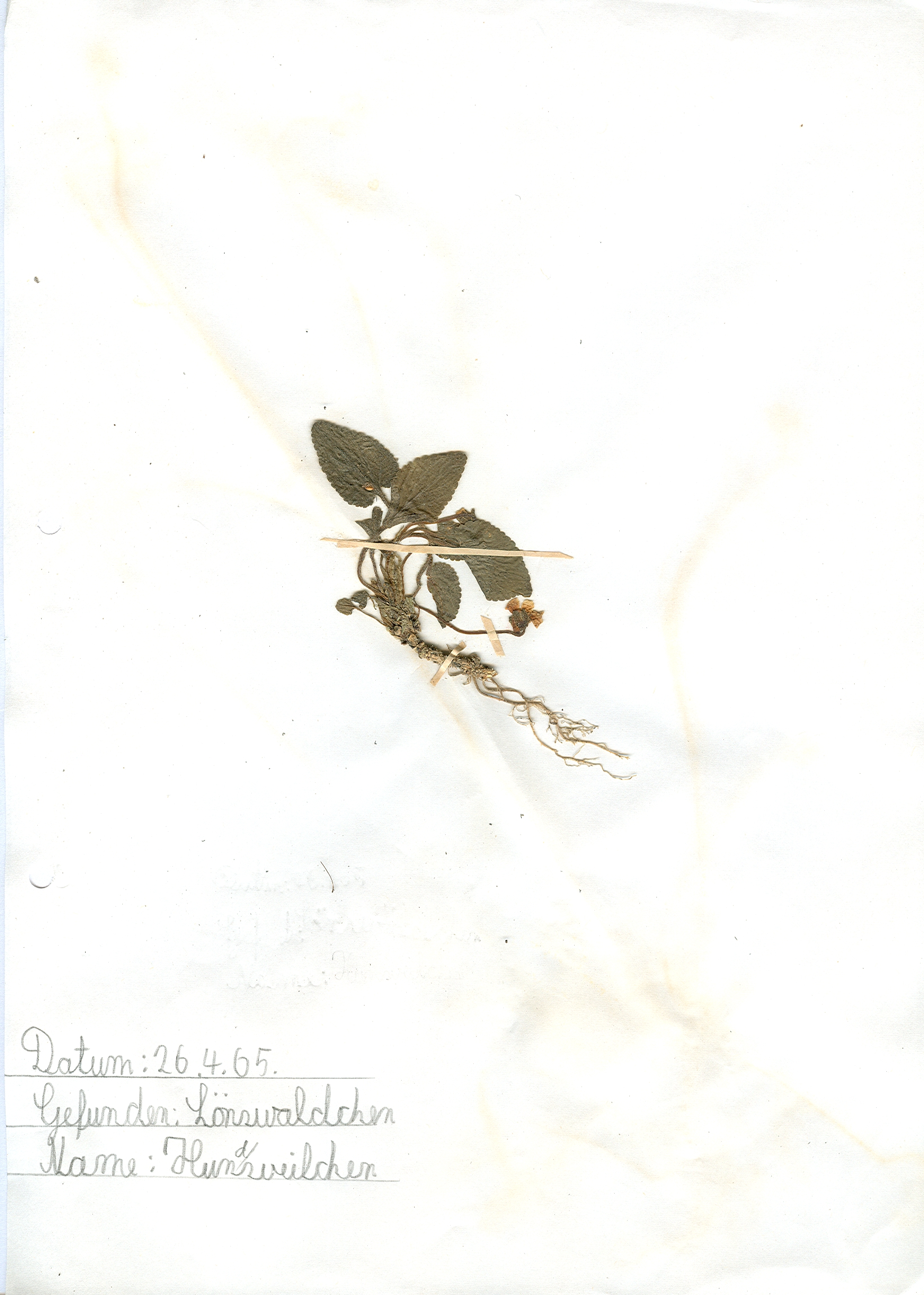 Im Lönswäldchen in Hildesheim gefundenes und anschließend gepresstes und getrocknetes Hundsveilchen in meinem Herbarium aus dem Jahre 1965. Erwin Thomasius.