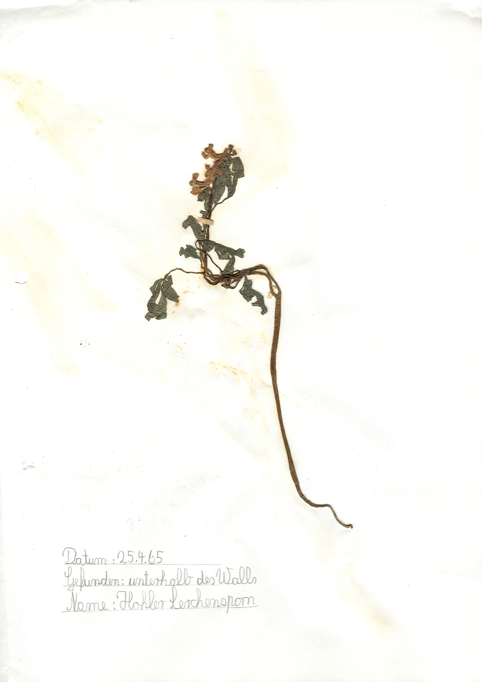 Unterhalb des Walls in Hildesheim gefundener und anschlie&szlig;end gepresster und getrockneter Hohler Lerchensporn in meinem Herbarium aus dem Jahre 1965. Erwin Thomasius.