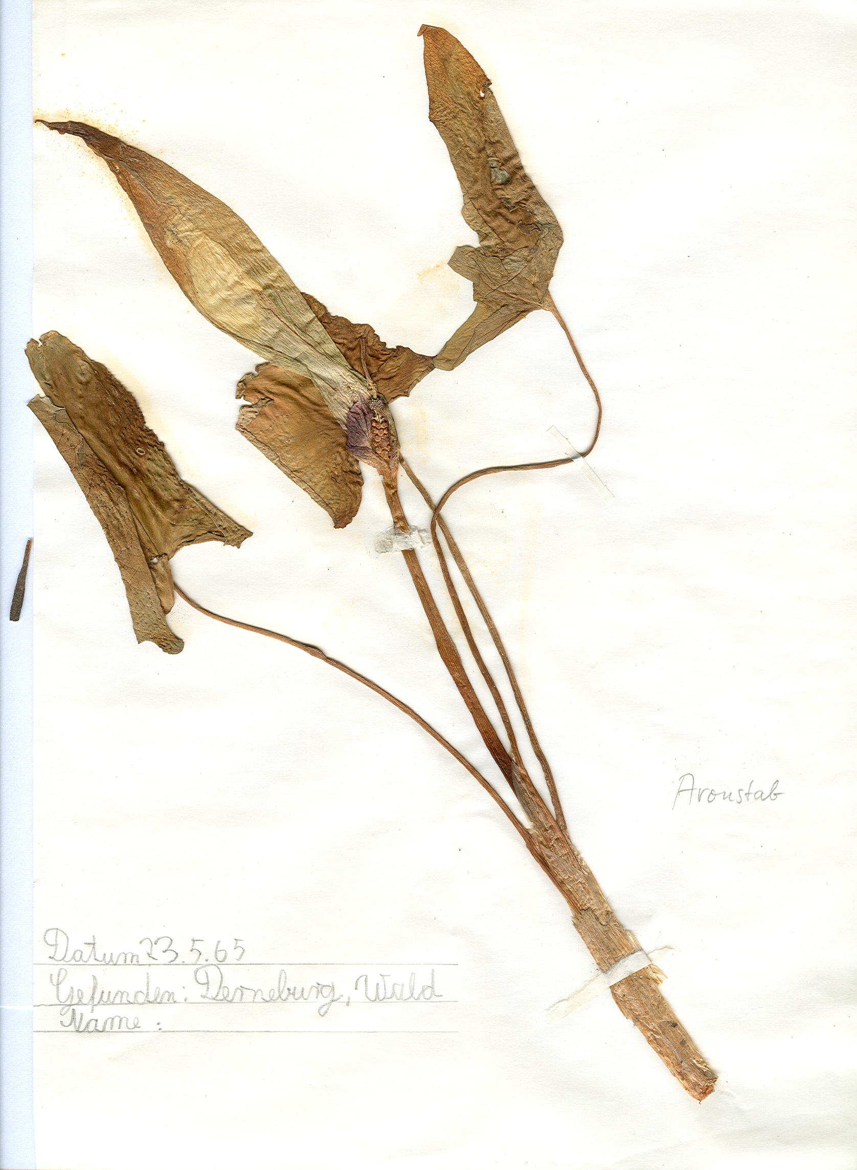 In einem Wald bei Derneburg gefundener und anschlie&szlig;end gepresster und getrockneter Aronstab in meinem Herbarium aus dem Jahre 1965. Erwin Thomasius.