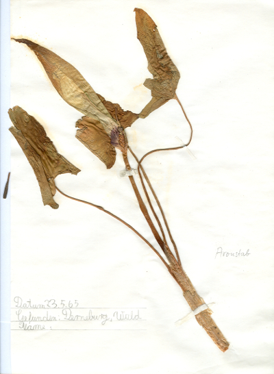 Bei Derneburg im Wald gefundener und anschlie&szlig;end gepresster und getrockneter Aronstab in meinem Herbarium aus dem Jahre 1965. Erwin Thomasius.