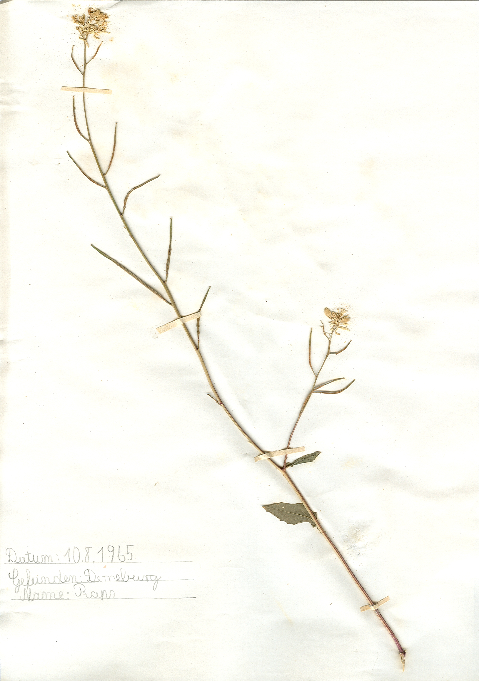 In Derneburg gefundener und anschlie&szlig;end gepresster und getrockneter Raps in meinem Herbarium aus dem Jahre 1965. Erwin Thomasius.