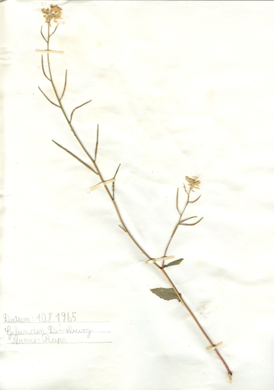 In Derneburg gefundener und anschlie&szlig;end gepresster und getrockneter Raps in meinem Herbarium aus dem Jahre 1965. Erwin Thomasius.