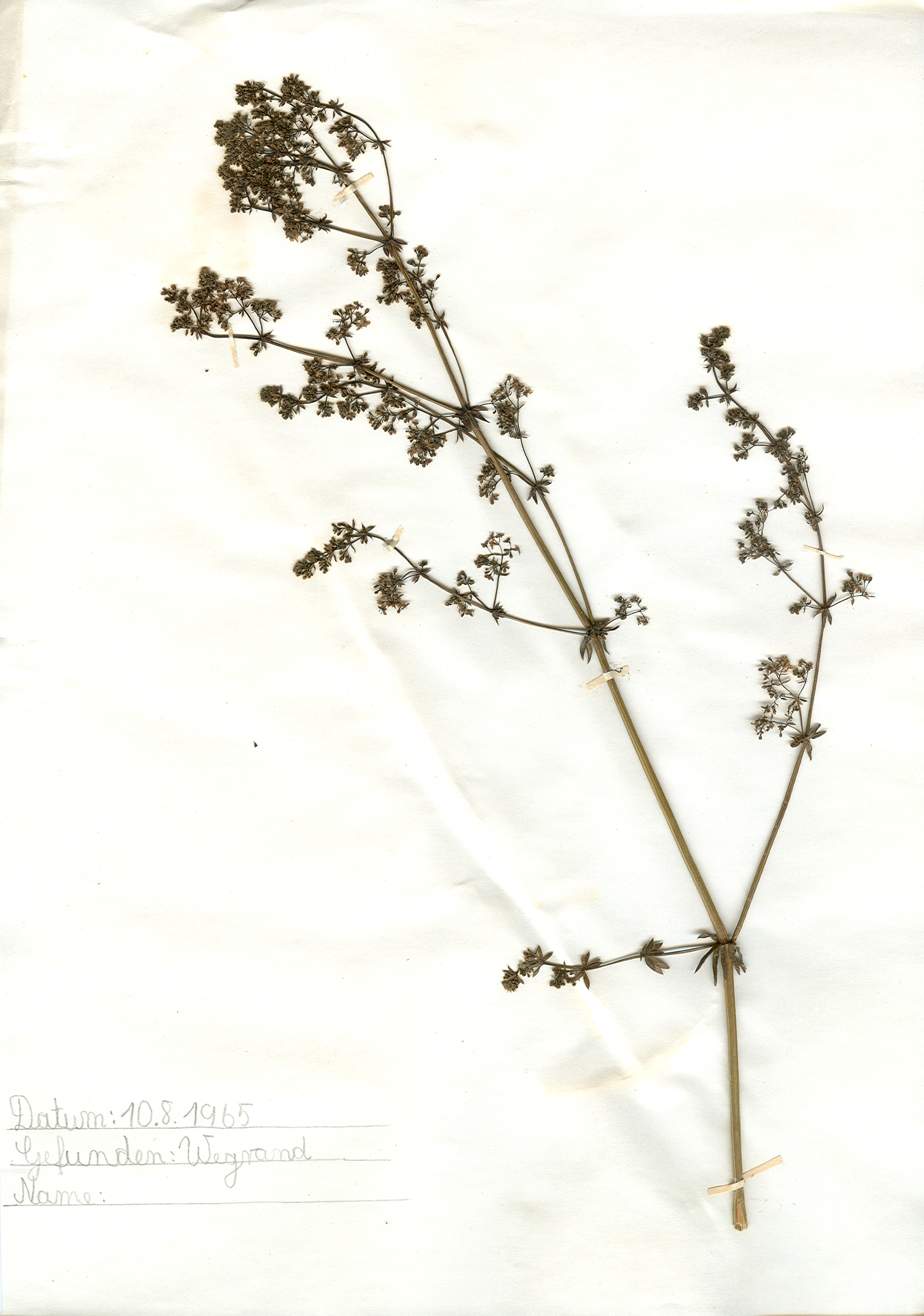 Auf dem Wegrand gefundene und anschlie&szlig;end gepresste und getrocknete Pflanze in meinem Herbarium aus dem Jahre 1965. Erwin Thomasius.