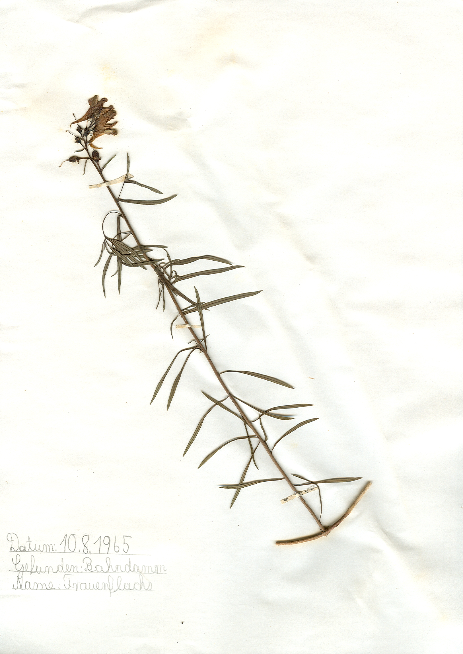 Auf dem Bahndamm gefundener und anschlie&szlig;end gepresster und getrockneter Frauenflachs in meinem Herbarium aus dem Jahre 1965. Erwin Thomasius.