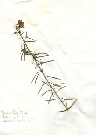 Auf dem Bahndamm gefundener und anschlie&szlig;end gepresster und getrockneter Frauenflachs in meinem Herbarium aus dem Jahre 1965. Erwin Thomasius.