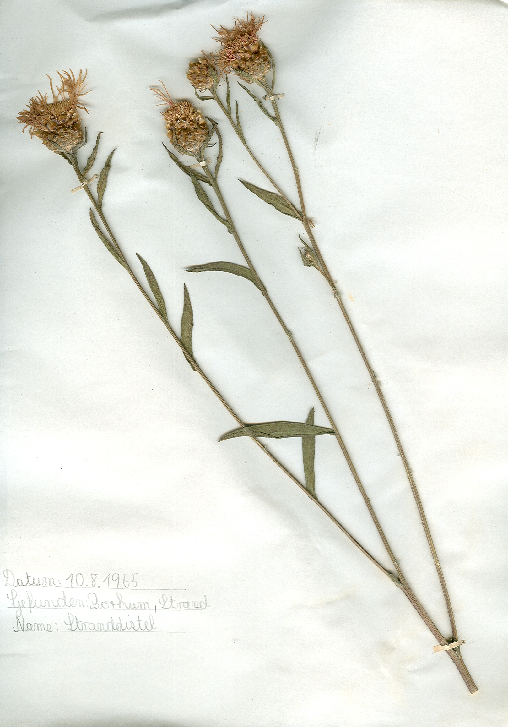 In Borkum auf dem Strand gefundene und anschlie&szlig;end gepresste und getrocknete Stranddistel in meinem Herbarium aus dem Jahre 1965. Erwin Thomasius.