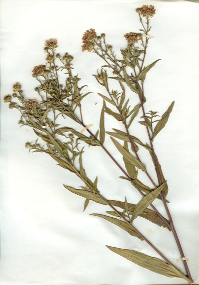 Irgendwo gefundene und anschließend gepresste und getrocknete Pflanze in meinem Herbarium aus dem Jahre 1965. Erwin Thomasius.