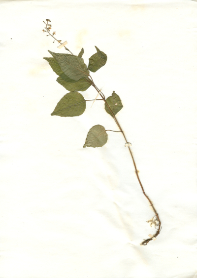 Irgendwo gefundene und anschließend gepresste und getrocknete Pflanze in meinem Herbarium aus dem Jahre 1965. Erwin Thomasius.