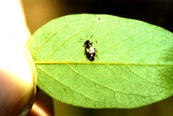 Blumenwanze (Anthocoris nemorum), Länge: 3,8 mm. Brachland im Westen der Schönower Wiesen, Zehlendorf (Berlin(West)). Auf Blatt der Robinie. 25.09.87