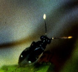 Weibchen des Schwarzhaar-Trolls (Chartoscirta elegantula), Länge: 4 mm. Krummes Fenn, Zehlendorf (Berlin(West)). Im Feuchtbereich des ehemaligen Moores. 25.05.89