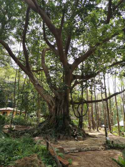 Foto von einem Baum. Im Khao Chamao und Khao Wong Nationalpark. Im April des Jahres 2023. Fotograf: Erwin Thomasius.