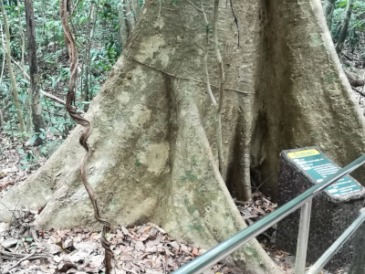 Foto von einem Baum mit Brettwurzeln. Im Khao Chamao und Khao Wong Nationalpark. Im April des Jahres 2023. Fotograf: Erwin Thomasius.