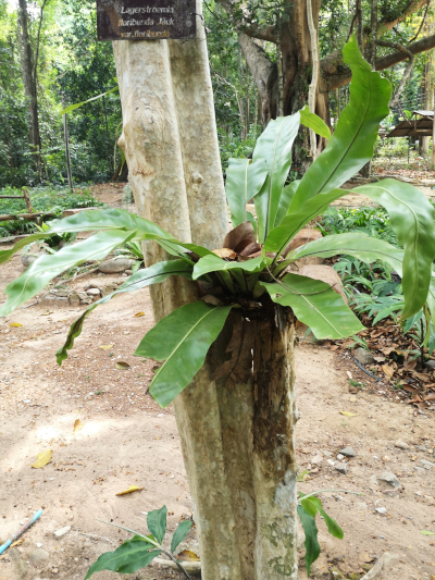Foto von einem Namensschild am Stamm von Lagerstroemia floribunda. Im Khao Chamao und Khao Wong Nationalpark. Im April des Jahres 2023. Fotograf: Erwin Thomasius.