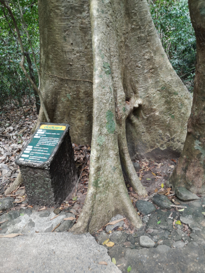 Foto von einem Etikett vor einem Baum der Art Tetrameles nudiflora. Im Khao Chamao und Khao Wong Nationalpark. Im April des Jahres 2023. Fotograf: Erwin Thomasius.