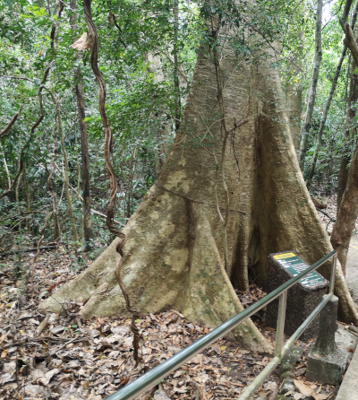 Foto von einem Baum der Art Tetrameles nudiflora mit Brettwurzeln. Im Khao Chamao und Khao Wong Nationalpark. Im April des Jahres 2023. Fotograf: Erwin Thomasius.