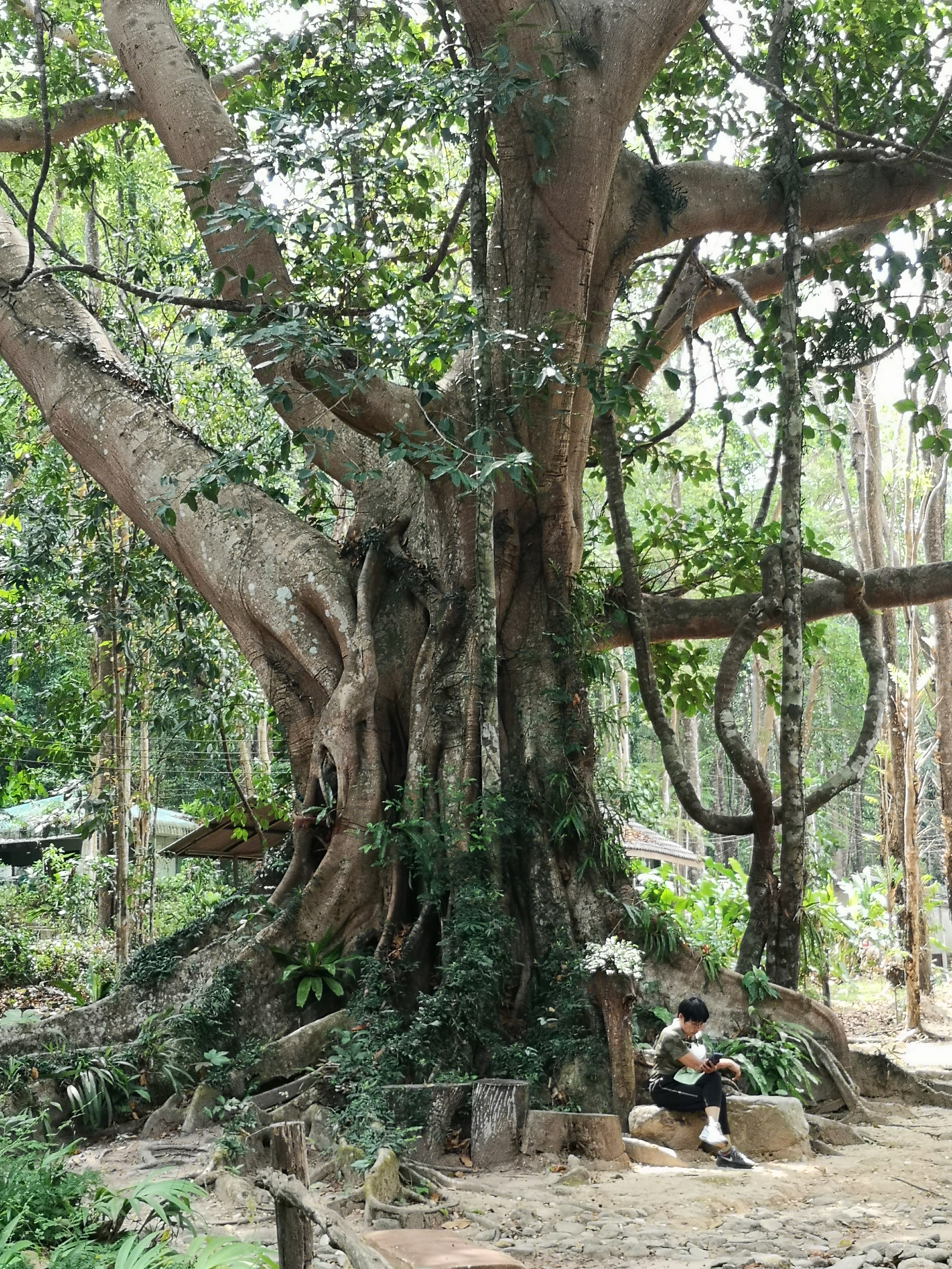 Farbfoto von eiem Bsum im Khaochamao-Khaowong National Park. Im April 2023. Fotograf: Erwin Thomasius.
