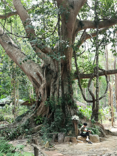Foto von einem Baum. Im Khao Chamao und Khao Wong Nationalpark. Im April des Jahres 2023. Fotograf: Erwin Thomasius.