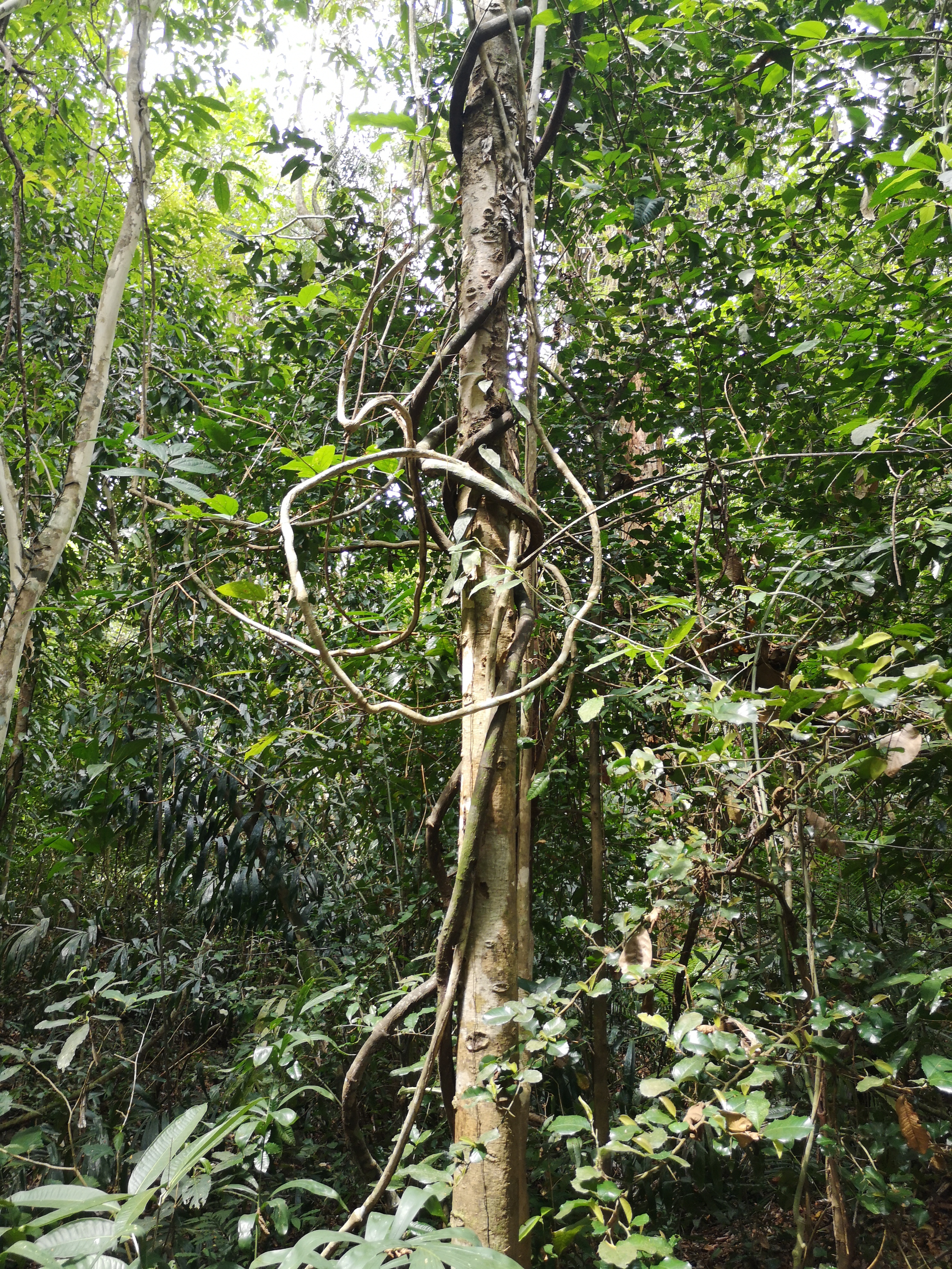 Farbfoto vom Urwald im Khaochamao-Khaowong National Park in Thailand. Im April 2023. Fotograf: Erwin Thomasius.