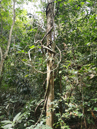 Foto aus dem Urwald in Thailand. Im Khao Chamao und Khao Wong Nationalpark. Im April des Jahres 2023. Fotograf: Erwin Thomasius.