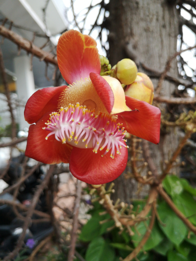 Foto von einer Blüte von Ficus religiosa. In Thailand in Pattaya auf dem Bürgersteig der North Pattaya Road. Im April des Jahres 2025. Fotograf: Erwin Thomasius.