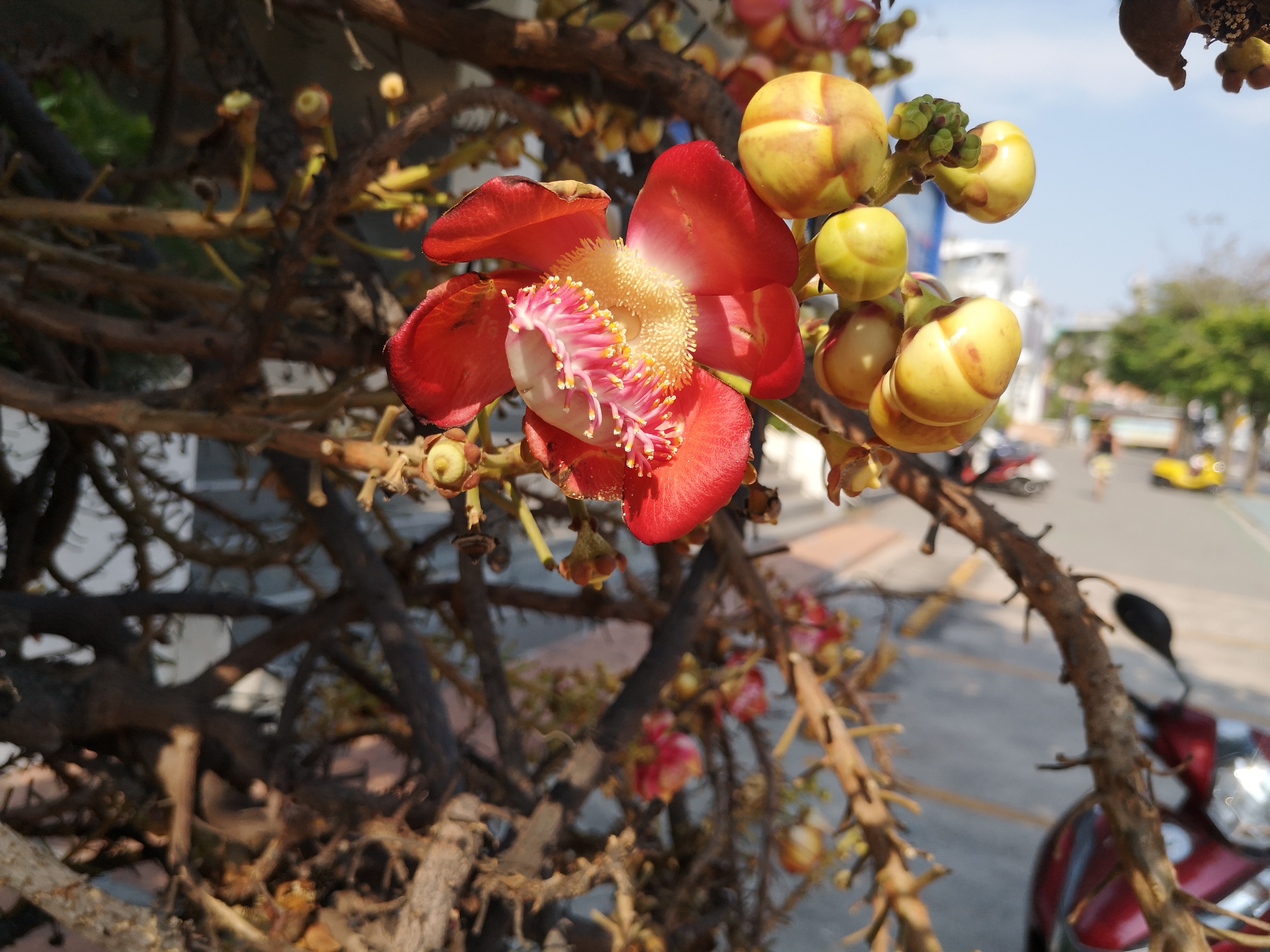 Foto von einer Blüte von Ficus religiosa in Thailand. Im April des Jahres 2023. Fotograf: Erwin Thomasius.