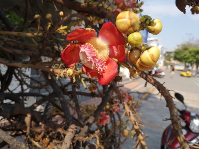 Foto von einer Blüte von Ficus religiosa. In Thailand in Pattaya auf dem Bürgersteig der North Pattaya Road. Im April des Jahres 2023. Fotograf: Erwin Thomasius.