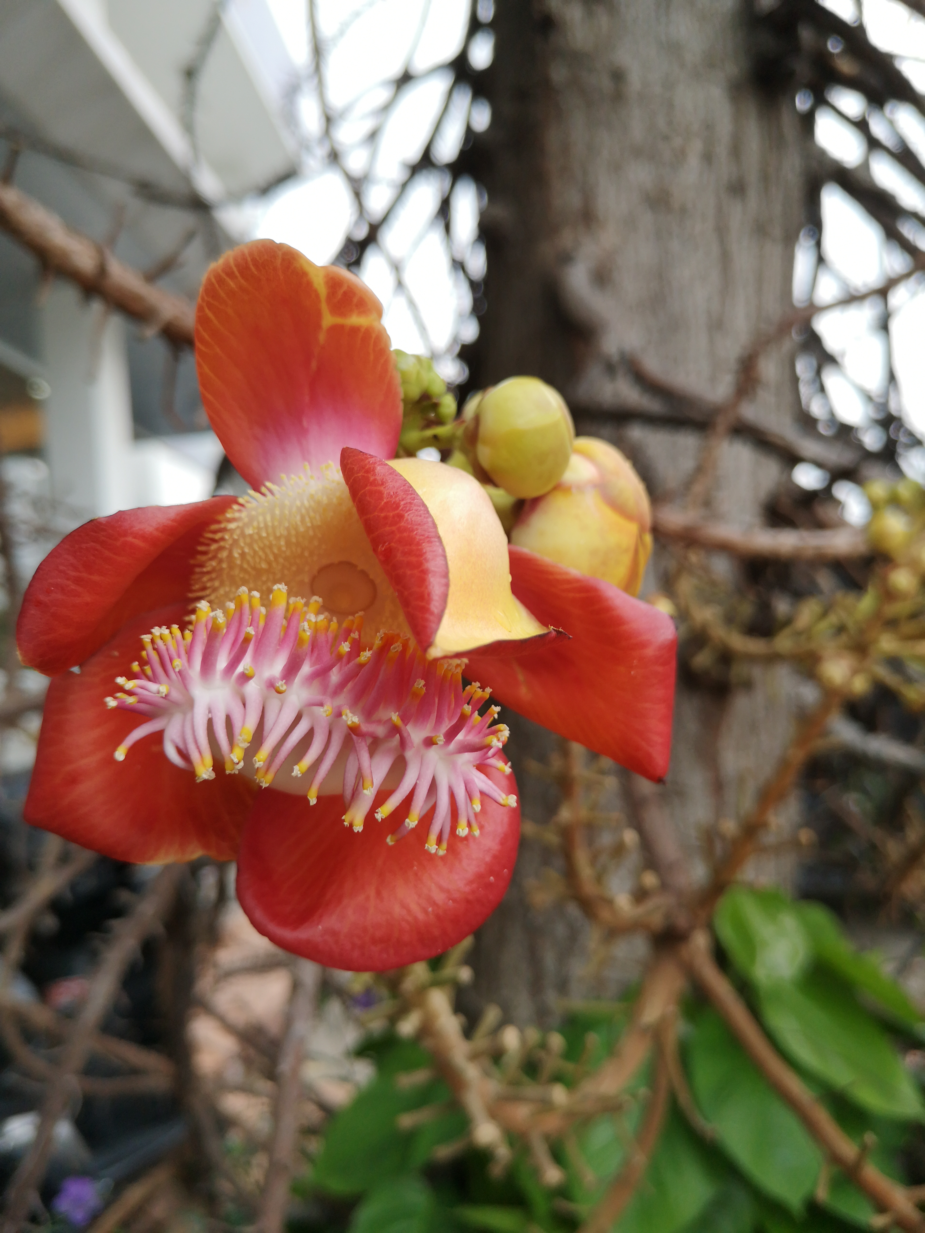 Foto von einer Blüte von Ficus religiosa in Thailand. Im April des Jahres 2025. Fotograf: Erwin Thomasius.