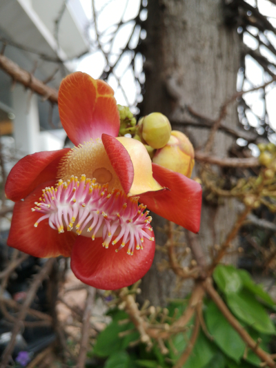 Foto von einer Blüte von Ficus religiosa. In Thailand in Pattaya auf dem Bürgersteig der North Pattaya Road. Im April des Jahres 2025. Fotograf: Erwin Thomasius.