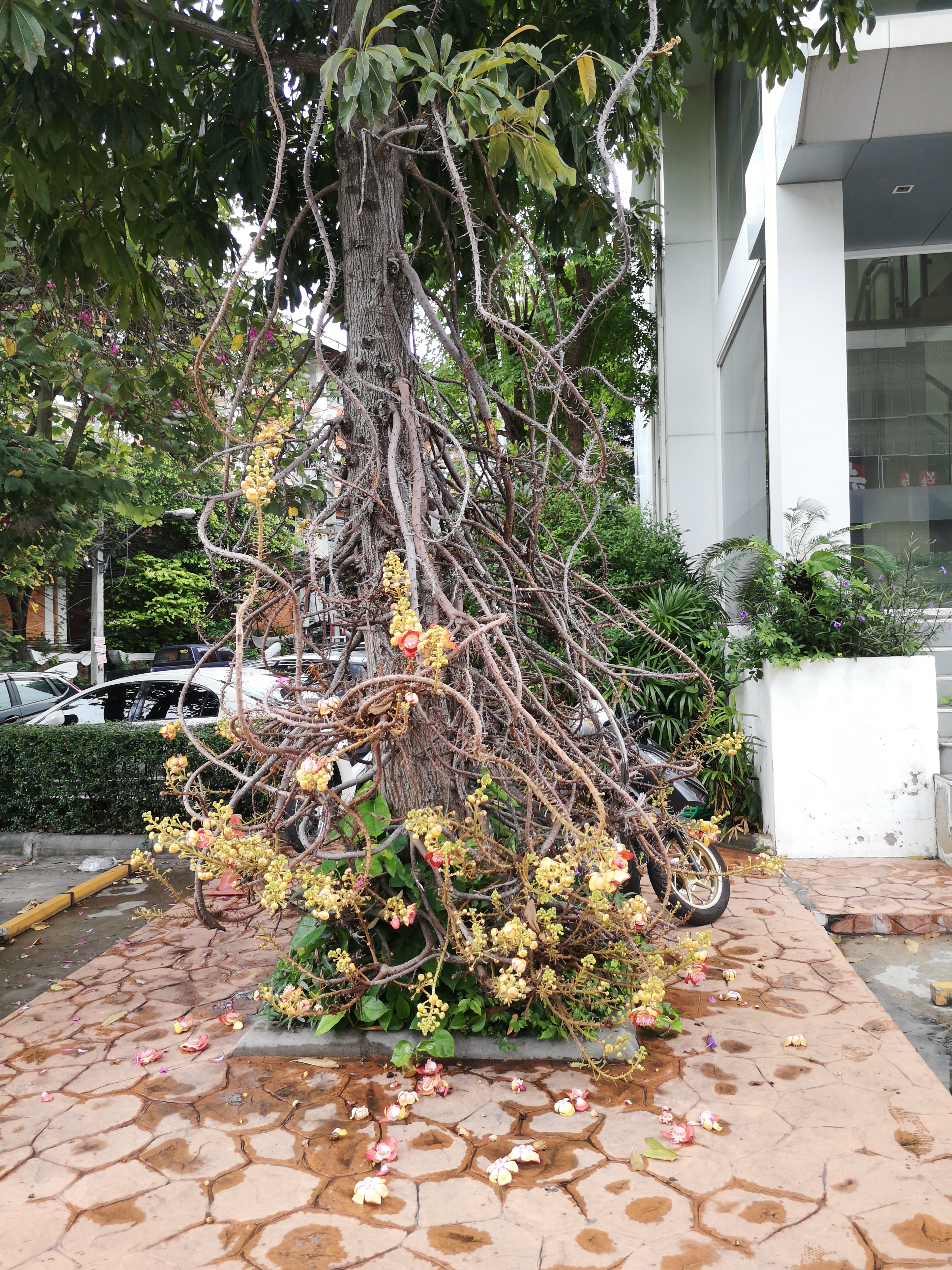 Foto von einem Pepulbaum, Ficus religiosa, in Thailand. Im April des Jahres 2025. Fotograf: Erwin Thomasius.