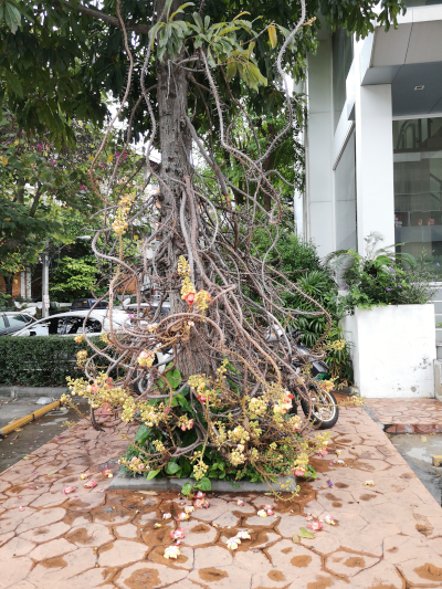 Foto von einem Pepulbaum, Ficus religiosa. In Thailand in Pattaya auf dem Bürgersteig der North Pattaya Road. Im April des Jahres 2025. Fotograf: Erwin Thomasius.