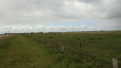 Foto von nachgezüchteten Auerochsen in Uhlsmeer bei Groß Midlum aus dem Jahr 2016. Fotografin: I.O.