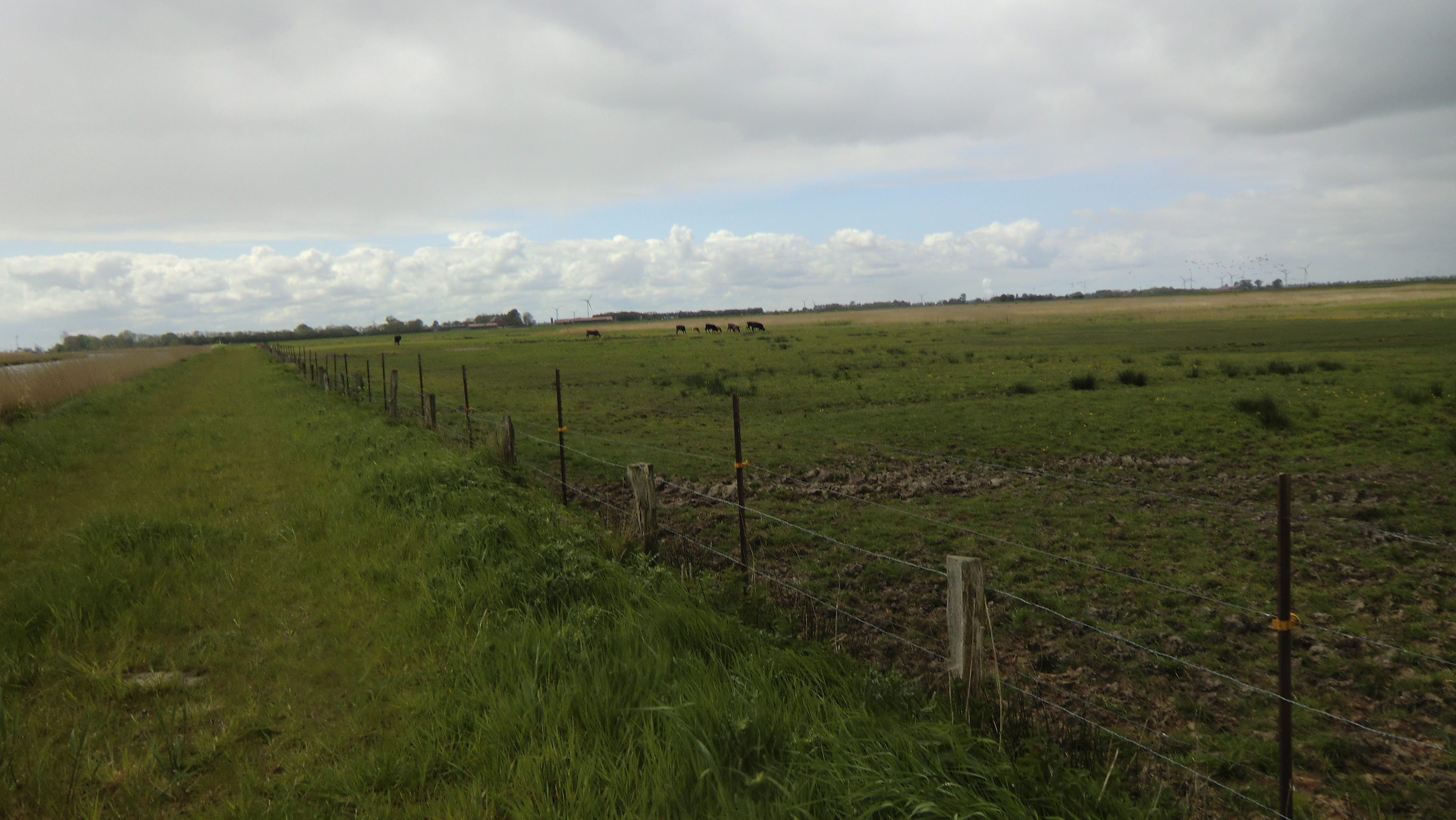 Foto von nachgezüchteten Auerochsen in Uhlsmeer bei Groß Midlum aus dem Jahr 2016. Fotografin: I.O.