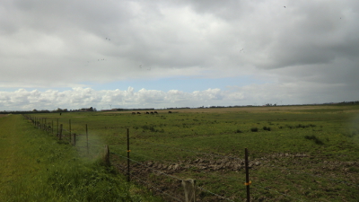 Foto von nachgezüchteten Auerochsen in Uhlsmeer bei Groß Midlum im Mai des Jahres 2016. Fotografin: I.O.