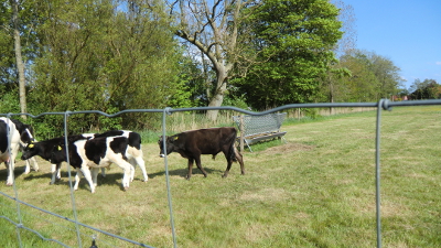 Farbfoto von dem mit der Flasche aufgezogenen männlichen Kalb von nachgezüchteten Auerochsen Jonte und von Kühen des Schwarzbunten Niederungsrindes mit ihren Kälbern auf einer Wiese in Wiegboldsbur in Ostfriesland im Mai des Jahres 2016. Fotografin: I.O.