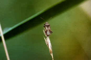 Die Glasflgelwanze Stictopleurus punctatonervosus, Lnge: 8 mm. Brachland im Westen der Schnower Wiesen, Zehlendorf (Berlin(West)). 23.09.87