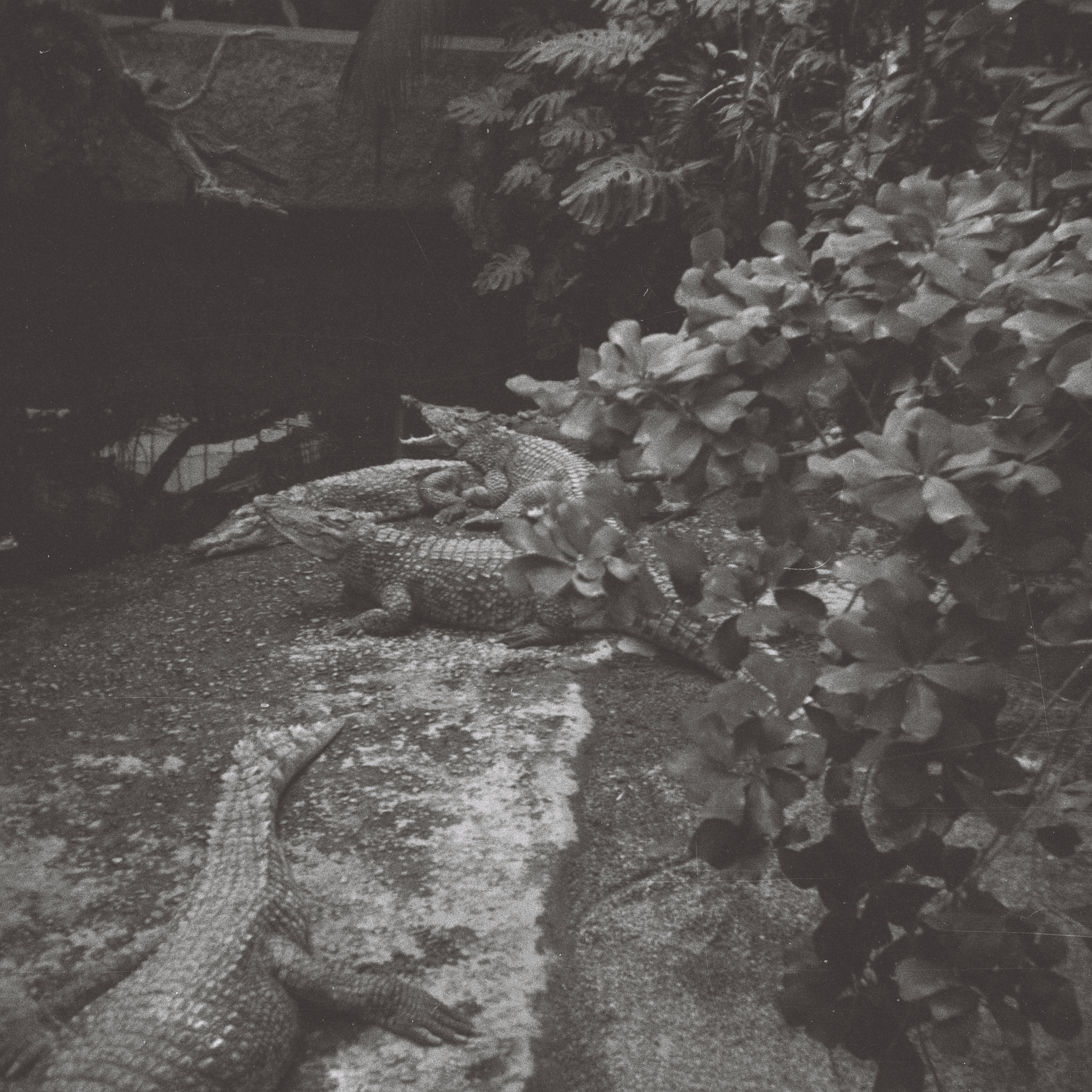 Photo: Blick von der Fußgängerbrücke in dem Aquaterrarium im Zoo-Aquarium aus hinunter zu den Krokodilen. In Berlin(West). Im Jahr 1967. Photograph: Erwin Thomasius.