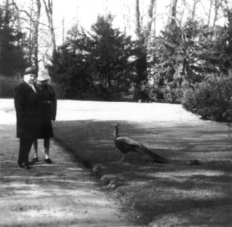 Schwarz-Weiß-Photo: Zwei Berlin-Touristen und ein Pfau auf der Pfaueninsel in Berlin(West) im Jahr 1967. Photograph: Erwin Thomasius.