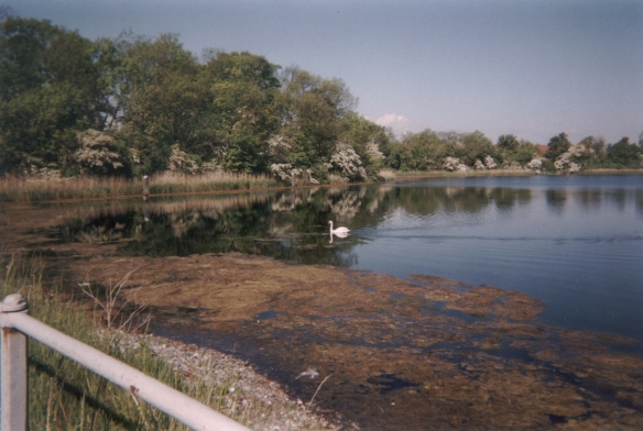 Photo: Ein Schwan auf dem Wasser im Westen von Refshalevej. Mai 2002. Copyright by jen.