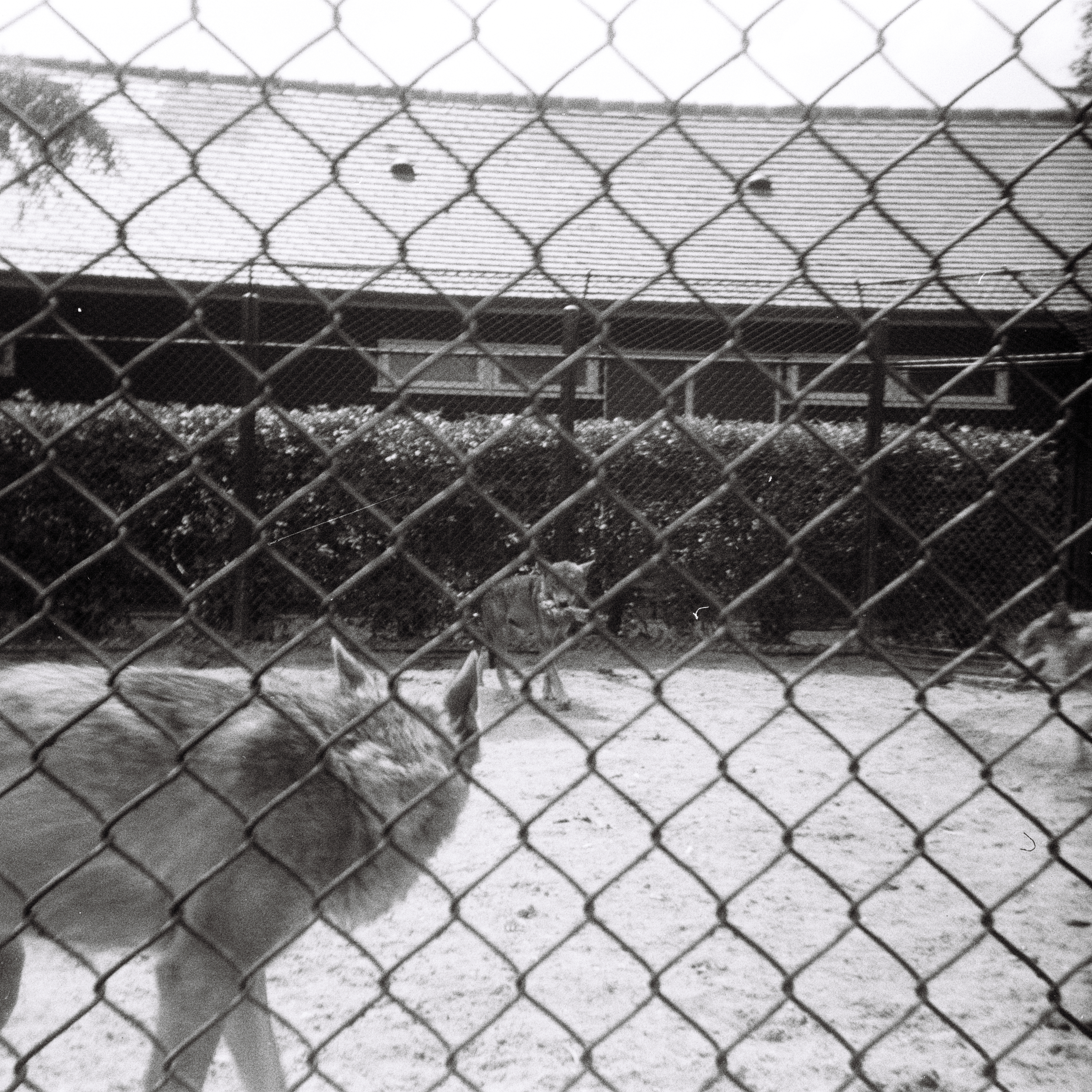 Foto von Wölfen im Rotterdamer Zoo. 1966.