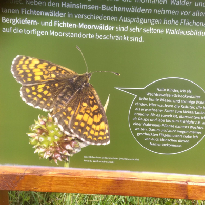 Farbfoto: Im Erzgebirge Blick auf eine Informationstafel über den Wachtelweizen-Scheckenfalter Melitaea athalia. Im Juli des Jahres 2021. Fotograf: Ralf Splettstößer.